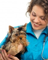 Consumabile medicale veterinare